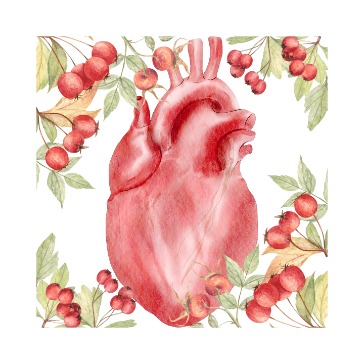 Cardiac Support Blend with Active Medication