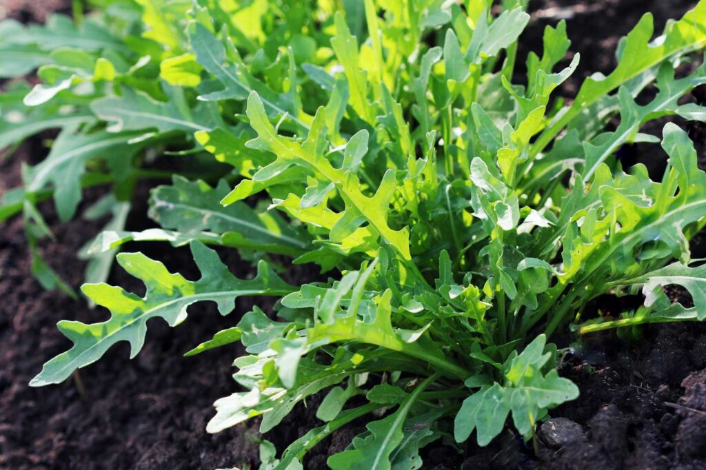 How To Grow Arugula Organically