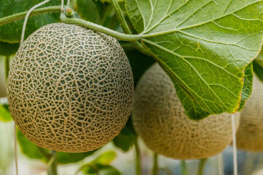 How To Grow Melons Organically
